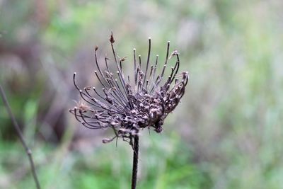 Close-up of dried plant on field