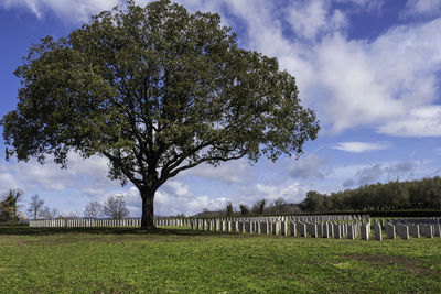 Trees on field against sky