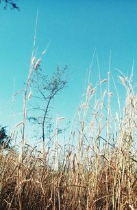 Low angle view of plants on land against blue sky