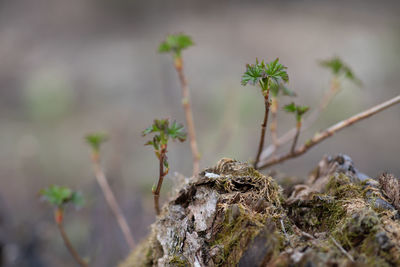 Close-up of plant growing on rock