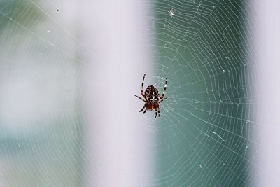 Close-up of spider web