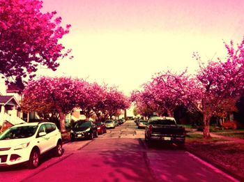 Pink flowers on tree