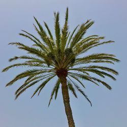 Low angle view of palm tree against sky