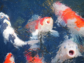 High angle view of koi carps swimming in pond