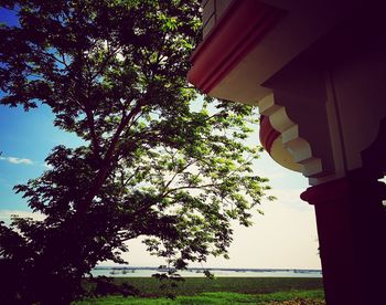 Low angle view of tree against sky