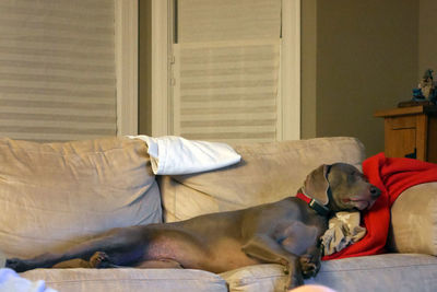 Dog sleeping on sofa