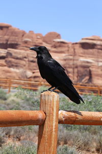 Bird perching on wooden post