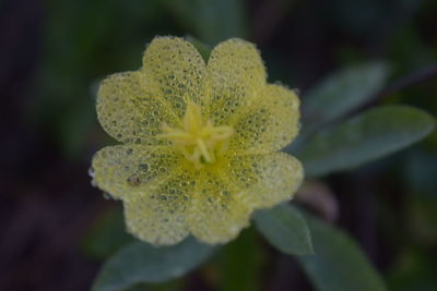 Close-up of yellow flower blooming outdoors