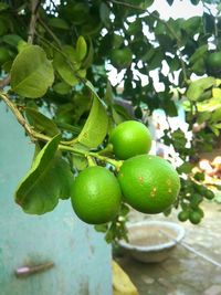 Close-up of fruits on tree