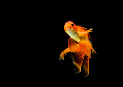 Close-up of fish swimming in sea