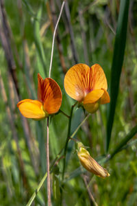 Close-up of yellow flowering plant