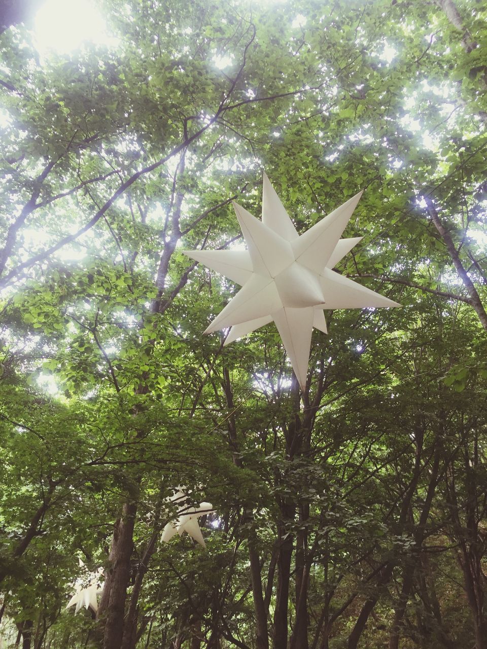 tree, low angle view, flying, sky, mid-air, white color, nature, sunlight, growth, day, no people, outdoors, beauty in nature, sunbeam, tranquility, blue, clear sky, freedom, spread wings, travel