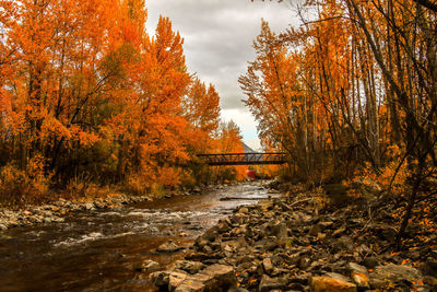 Scenic view of autumn trees against sky