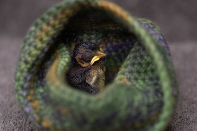 Close-up of a bird