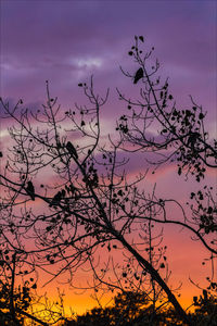 Low angle view of silhouette tree against sky at sunset