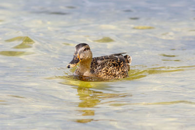 Duck swimming in a lake