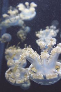 Close-up of jellyfish in water