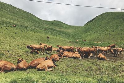 Cows grazing on field against sky