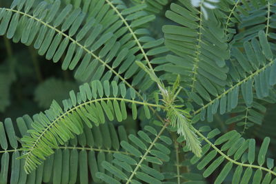 Green colored dhaincha tree plant