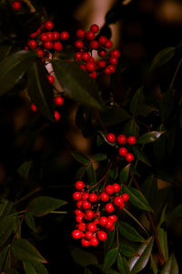 Close-up of red berries growing on tree