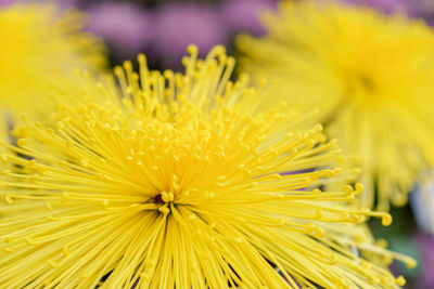 Close-up of yellow flowering plant