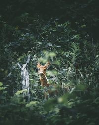 View of deer in forest