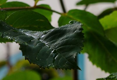 Close-up of butterfly perching on leaf
