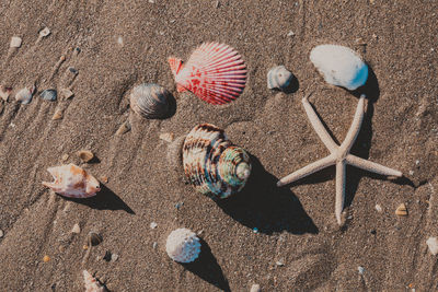 High angle view of shells on beach