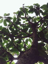 Low angle view of tree against sky