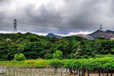 Trees and plants growing on land against sky