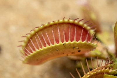 A venus flytrap plant that has its leaf open to catch insects.