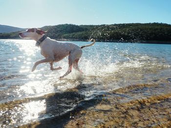 Dog in water