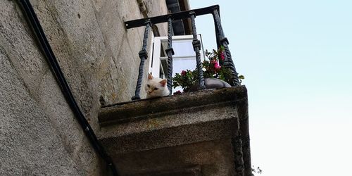 Low angle view of cat on wall against clear sky