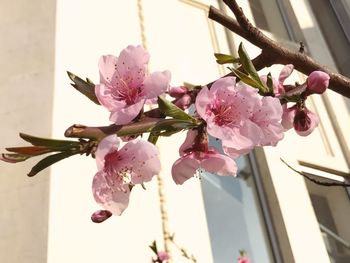 Close-up of pink flowers on tree