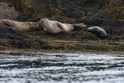 View of sheep in lake