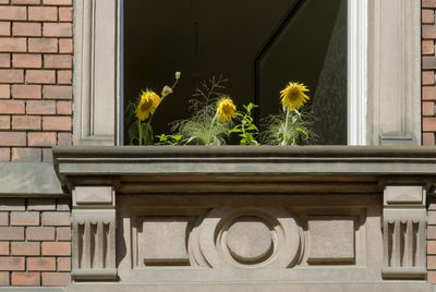 Potted plants on window sill of building