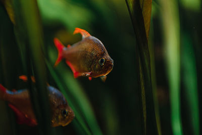 Close-up of a fish in aquarium