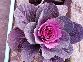 Close-up of purple flower