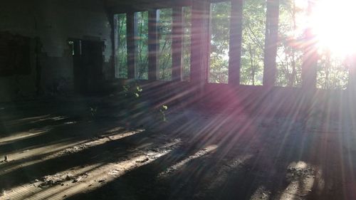 Sunlight streaming through trees in forest