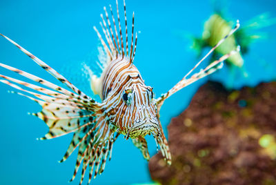 Lion fish portrait 