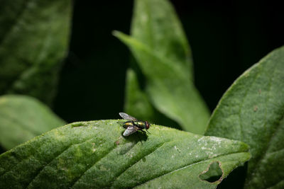 Close-up of insect on leaf