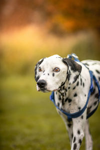 Dog looking away