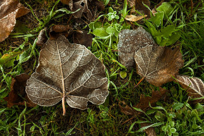 High angle view of dry leaves on land