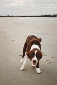 Close-up of dog on road