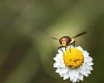 Close-up of butterfly pollinating on yellow flower