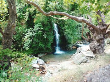 Scenic view of waterfall in forest