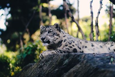 Close-up of alert snow leopard looking away while relaxing on rock in forest