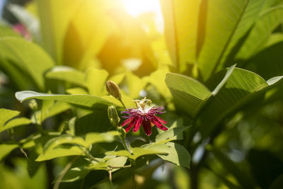 Red passion flower tropical growth, on nature background.