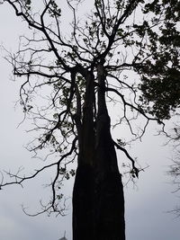 Low angle view of silhouette tree against sky
