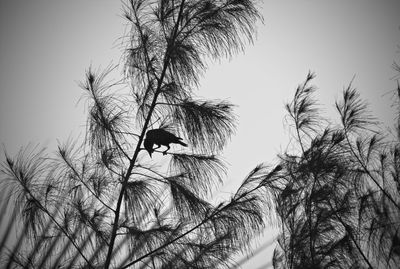 Low angle view of bird perching on bare tree